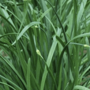Close-up of green grass blades swaying gently.